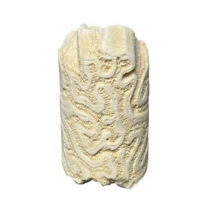 Natural Brain Coral Skeleton Cylinder Specimen | Ocean Coastal Decor Fossil